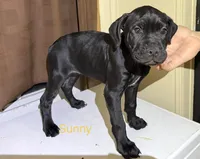 Yellow, a female Cane Corso for sale in Birmingham, AL – Photo 2 of 2