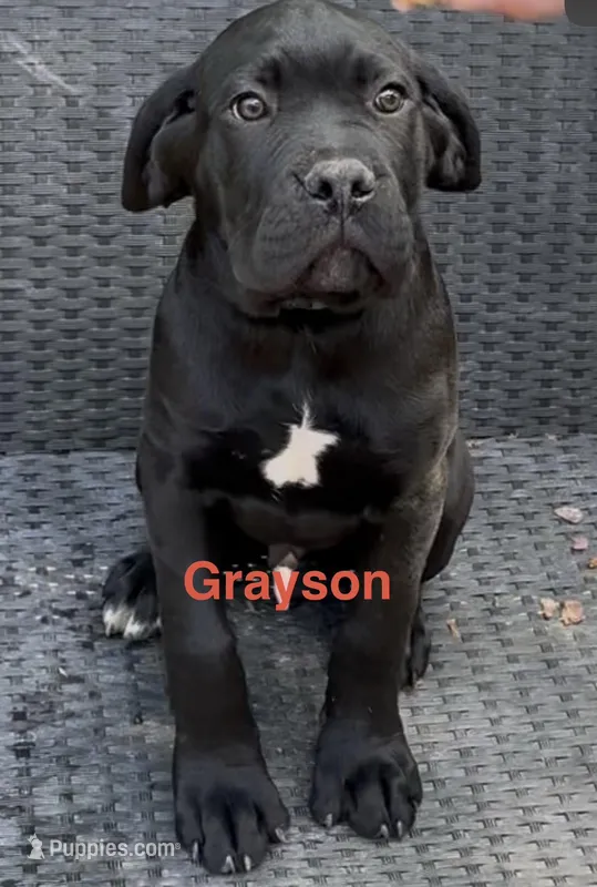 Gray – Cane Corso puppy for sale in Birmingham, AL