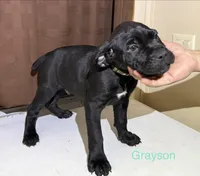 Gray, a male Cane Corso for sale in Birmingham, AL – Photo 2 of 2