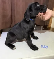 Dark blue, a male Cane Corso for sale in Birmingham, AL – Photo 2 of 2