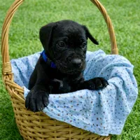 Dark blue, a male Cane Corso for sale in Birmingham, AL – Photo 1 of 2