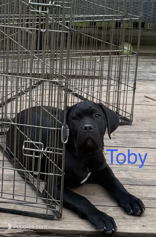Dark blue – Cane Corso puppy for sale in Birmingham, AL