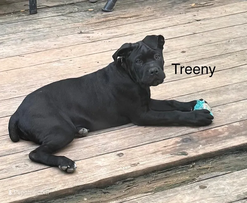 Green – Cane Corso puppy for sale in Birmingham, AL