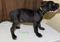 Green, a female Cane Corso for sale in Birmingham, AL – Photo 2 of 2