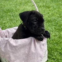 Green, a female Cane Corso for sale in Birmingham, AL – Photo 1 of 2
