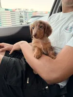 Oden, a male Miniature Dachshund for sale in Miami, FL – 3 of 6