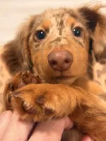 Oden, a male Miniature Dachshund for sale in Miami, FL – 2 of 6