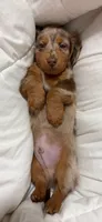 Oden, a male Miniature Dachshund for sale in Miami, FL – 5 of 6