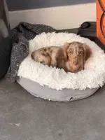 Oden, a male Miniature Dachshund for sale in Miami, FL – 4 of 6