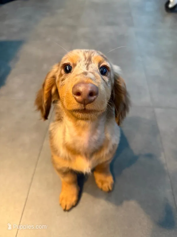 Oden – Miniature Dachshund puppy for sale in Miami, FL