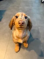 Oden, a male Miniature Dachshund for sale in Miami, FL – 1 of 6
