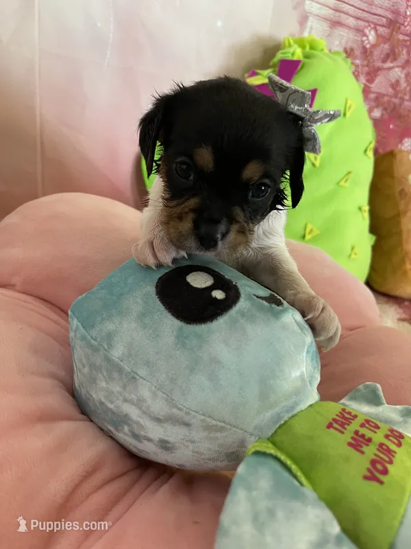 Lucky – Cavapoo puppy for sale in Austin, TX