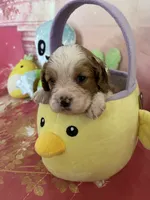 Charlie, a male Cavapoo for sale in Austin, TX – 6 of 10