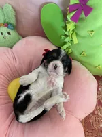 Sophie, a female Cavapoo for sale in Austin, TX – 1 of 10