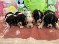 Lucky, a male Cavapoo for sale in Austin, TX – 9 of 10