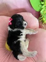 Winnie, a female Cavapoo and Beagle for sale in Austin, TX – 7 of 10