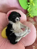 Winnie, a female Cavapoo and Beagle for sale in Austin, TX – 5 of 10