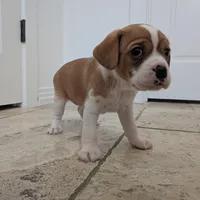 Hazel, a female Cavapoo and Cavalier King Charles Spaniel for sale in Austin, TX – Photo 3 of 7