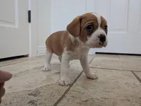 Hazel, a female Cavapoo and Cavalier King Charles Spaniel for sale in Austin, TX – Photo 1 of 7
