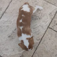 Hazel, a female Cavapoo and Cavalier King Charles Spaniel for sale in Austin, TX – Photo 2 of 7