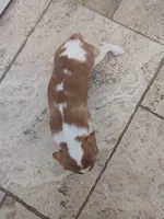 Hazel, a female Cavapoo and Cavalier King Charles Spaniel for sale in Austin, TX – Photo 7 of 7