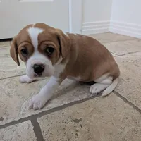 Hazel, a female Cavapoo and Cavalier King Charles Spaniel for sale in Austin, TX – Photo 1 of 7