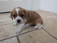 Hazel, a female Cavapoo and Cavalier King Charles Spaniel for sale in Austin, TX – Photo 6 of 7