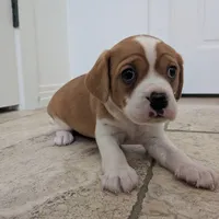 Hazel, a female Cavapoo and Cavalier King Charles Spaniel for sale in Austin, TX – Photo 4 of 7