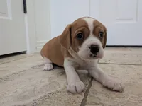 Hazel, a female Cavapoo and Cavalier King Charles Spaniel for sale in Austin, TX – Photo 3 of 7