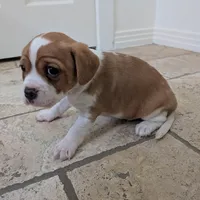 Hazel, a female Cavapoo and Cavalier King Charles Spaniel for sale in Austin, TX – Photo 6 of 7