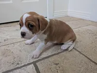 Hazel, a female Cavapoo and Cavalier King Charles Spaniel for sale in Austin, TX – Photo 5 of 7