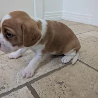 Hazel, a female Cavapoo and Cavalier King Charles Spaniel for sale in Austin, TX – Photo 5 of 7