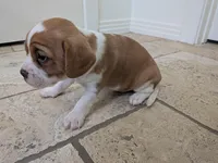 Hazel, a female Cavapoo and Cavalier King Charles Spaniel for sale in Austin, TX – Photo 4 of 7