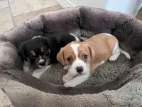 Hazel, a female Cavapoo and Cavalier King Charles Spaniel for sale in Austin, TX – Photo 2 of 7