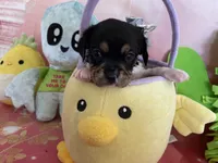 Lucky, a male Cavapoo for sale in Austin, TX – 5 of 10