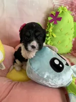 Winnie, a female Cavapoo and Beagle for sale in Austin, TX – 3 of 10