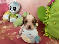Charlie, a male Cavapoo for sale in Austin, TX – 2 of 10