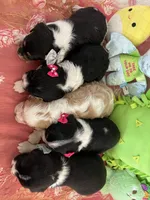 Oreo, a male Cavapoo for sale in Austin, TX – 9 of 10