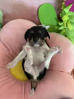 Lucky, a male Cavapoo for sale in Austin, TX – 7 of 10