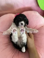 Winnie, a female Cavapoo and Beagle for sale in Austin, TX – 2 of 10