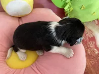 Oreo, a male Cavapoo for sale in Austin, TX – 8 of 10
