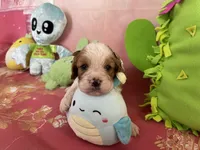 Charlie, a male Cavapoo for sale in Austin, TX – 5 of 10