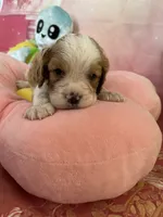 Charlie, a male Cavapoo for sale in Austin, TX – 4 of 10