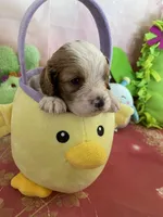 Charlie, a male Cavapoo for sale in Austin, TX – 7 of 10