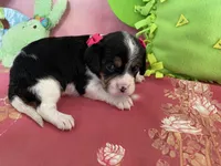 Sophie, a female Cavapoo for sale in Austin, TX – 2 of 10