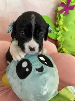 Oreo, a male Cavapoo and Beagle for sale in Austin, TX – 3 of 10
