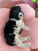 Winnie, a female Cavapoo and Beagle for sale in Austin, TX – 9 of 10