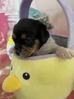 Lucky, a male Cavapoo for sale in Austin, TX – 4 of 10