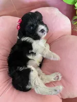 Winnie, a female Cavapoo for sale in Austin, TX – 5 of 9