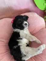 Winnie, a female Cavapoo and Beagle for sale in Austin, TX – 4 of 10